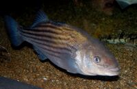 Striped bass, Boston Aquarium.JPG
