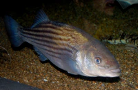 Striped bass, Boston Aquarium.JPG