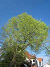 20130423Ulmus glabra1.jpg