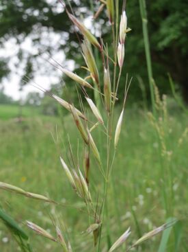 20150514Avenula pubescens2.jpg