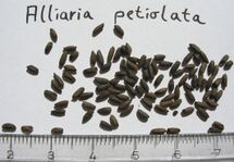 Alliaria-petiolata-seeds.jpg
