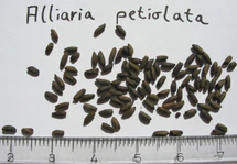 Alliaria-petiolata-seeds.jpg
