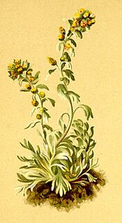 Artemisia spicata Atlas Alpenflora.jpg