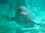 Beluga oceanografic.jpg