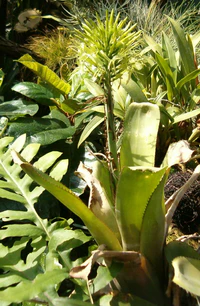Billbergia horrida HabitusInflorescence BotGardBln0906c.jpg