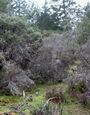 Bothe-Napa Valley State Park.jpg