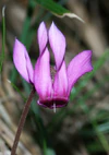 Cyclamen purpurascens 280803.jpg