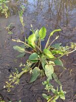 Damasonium alisma, Israel.jpg