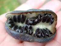 Decaisena fargesii Blauschote.JPG