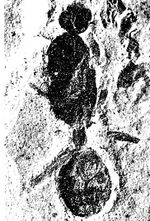 Eoformica pinguis Carpenter 1930.jpg
