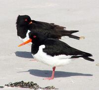 Haematopus ostralegus.jpg