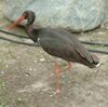 Hajstra Ciconia nigra RB1.jpg