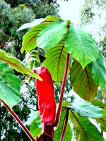 Inflorecencia Yarumo.jpg