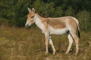 Kulan.jpg