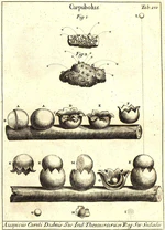 Micheli Sphaerobolus.png