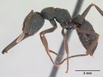 Mystrium mysticum casent0076622 profile 1.jpg