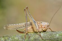 Platycleis intermedia female (9563505901).jpg
