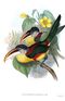 Pteroglossus beauharnaesii-Gould.jpg