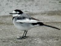 Resting (6995378161).jpg