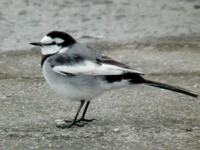 Resting (6995378161).jpg