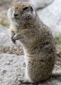 Spermophilus caucasian.jpg