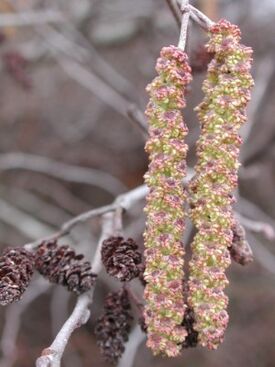 Alnus serrulata