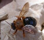 Xylocopa rufa female 1.jpg