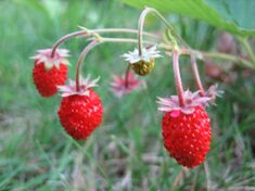 3 wild strawberries close up UK 2006.JPG