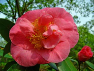 Camellia japonica 001.JPG