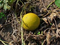 Citrullus colocynthis 005.JPG