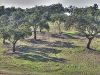 Cork oaks and wheat 01 HDR (2974126788).jpg