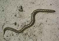 Eryx jaculus familaris.jpg