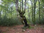 Fagus sylvatica Navarra(4).JPG