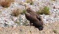 Himalayan Vulture (by a road) (2926948182).jpg