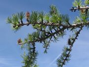 Larix lyallii foliage immcones.jpg
