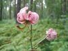 Lilium mart.jpg