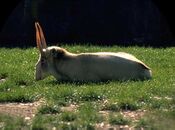 Mongolia Saiga tatarica.jpg