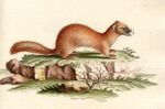 Mustela sibirica.jpg