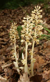 Neottia nidus-avis plants.jpg