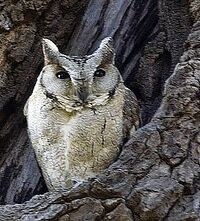 Otus bakkamoena.jpg