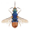 Parnopes grandior.jpg