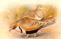 Pterocles orientalis 1921.jpg