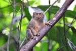 Pygmy Marmoset (5336773146).jpg