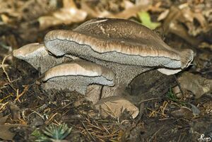 Sarcodon glaucopus 112419