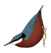 SittaCastanea.svg
