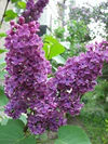Syringa-00.jpg