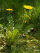 Taraxacum plant.jpg