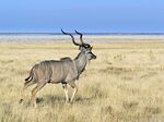 Tragelaphus strepsiceros (male).jpg