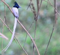 AsianParadiseFlycatcher White.JPG