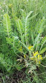 Astragalus exscapus sl7.jpg